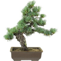 Japanese white pine, Bonsai, 20 years, 46cm