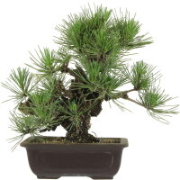 Japanese black pine Corticosa, Bonsai, 18 years, 37cm