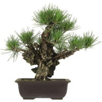 Japanese black pine Corticosa, Bonsai, 18 years, 39cm