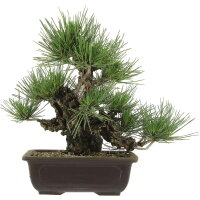 Japanese black pine Corticosa, Bonsai, 18 years, 35cm