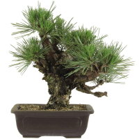 Japanese black pine Corticosa, Bonsai, 18 years, 36cm