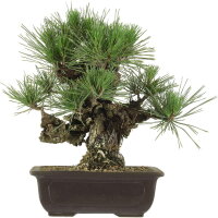 Japanese black pine Corticosa, Bonsai, 18 years, 36cm
