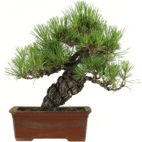 Japanese black pine, Bonsai, 18 years, 38cm
