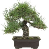 Japanese black pine, Bonsai, 18 years, 36cm