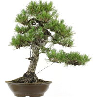 Japanese black pine, Bonsai, 20 years, 55cm