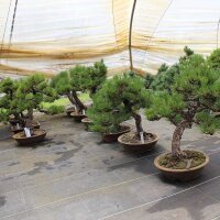 Japanese black pine, Bonsai, 20 years, 55cm