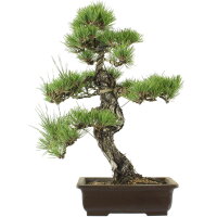 Japanese black pine, Bonsai, 20 years, 53cm