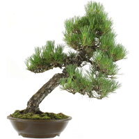 Japanese black pine, Bonsai, 20 years, 60cm
