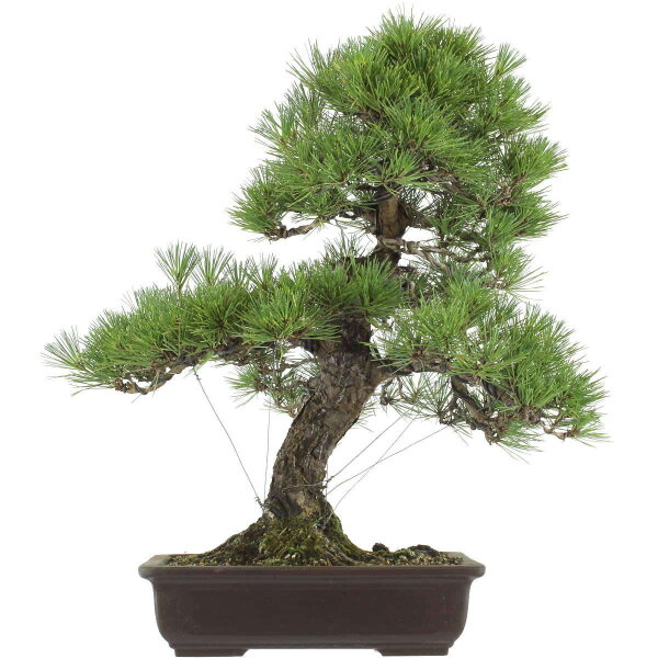 Japanese black pine, Bonsai, 25 years, 68cm