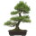 Japanese black pine, Bonsai, 25 years, 64cm