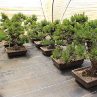 Japanese black pine, Bonsai, 25 years, 50cm