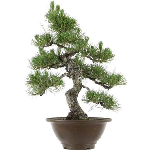 Japanese black pine, Bonsai, 25 years, 61cm