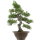 Japanese black pine, Bonsai, 25 years, 61cm