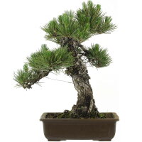 Japanese black pine, Bonsai, 25 years, 57cm