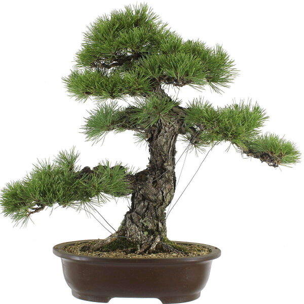 Japanese black pine, Bonsai, 30 years, 73cm