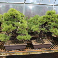 Japanese black pine, Bonsai, 30 years, 71cm