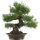 Japanese black pine, Bonsai, 40 years, 60cm