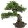 Japanese black pine, Bonsai, 40 years, 63cm