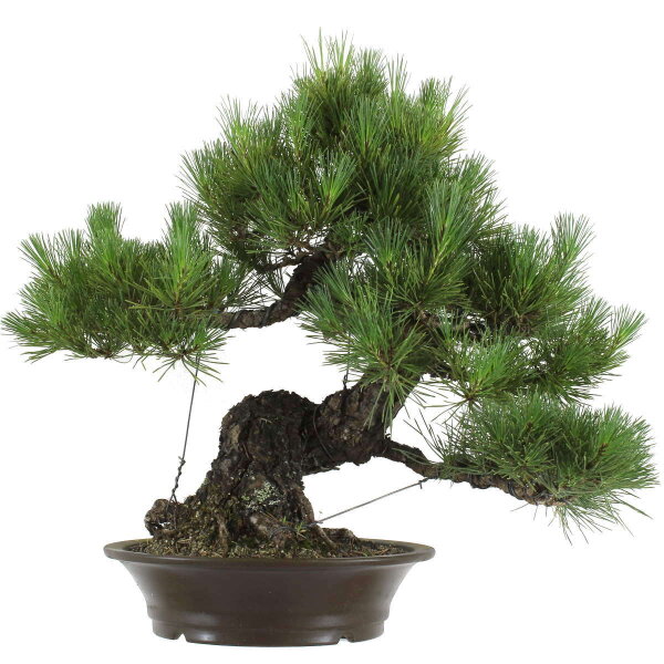 Japanese black pine, Bonsai, 40 years, 62cm