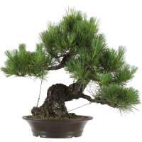 Japanese black pine, Bonsai, 40 years, 62cm