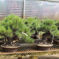 Japanese black pine, Bonsai, 40 years, 65cm