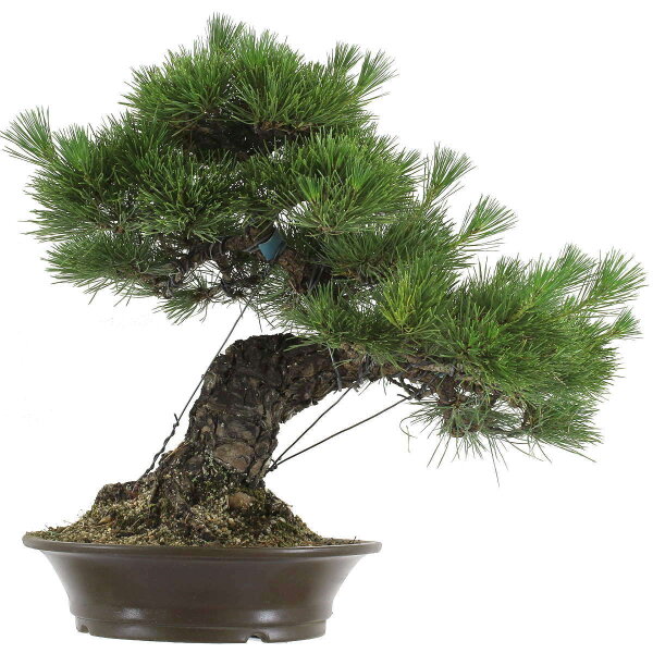 Japanese black pine, Bonsai, 40 years, 61cm