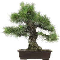 Japanese black pine, Bonsai, 40 years, 54cm