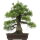 Japanese black pine, Bonsai, 40 years, 59cm