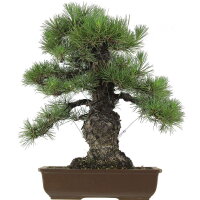 Japanese black pine, Bonsai, 40 years, 57cm