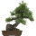 Japanese black pine, Bonsai, 40 years, 56cm