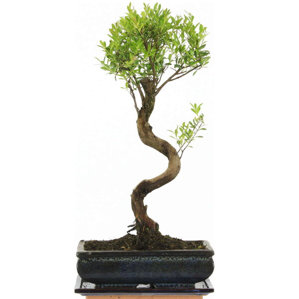 Syzygium, Bonsai, 11 años, 48cm