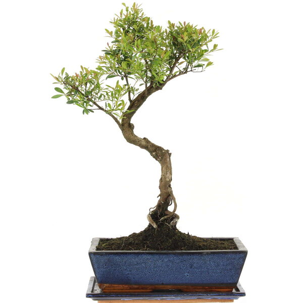 Syzygium, Bonsai, 12 años, 50cm
