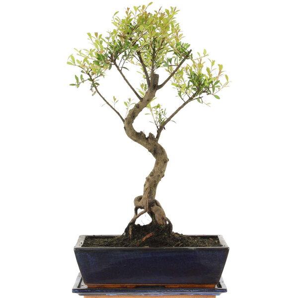 Syzygium, Bonsai, 12 años, 51cm