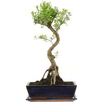 Syzygium, Bonsai, 12 años, 52cm
