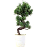 Japanese white pine, Bonsai, 9 years, 42cm