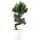 Sosna drobnokwiatowa, Bonsai, 9 letnie, 42cm