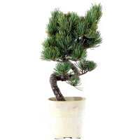 Japanese white pine, Bonsai, 9 years, 38cm