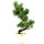 Sosna drobnokwiatowa, Bonsai, 9 letnie, 45cm