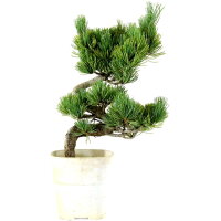 Japanese white pine, Bonsai, 9 years, 36cm