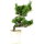 Sosna drobnokwiatowa, Bonsai, 9 letnie, 36cm