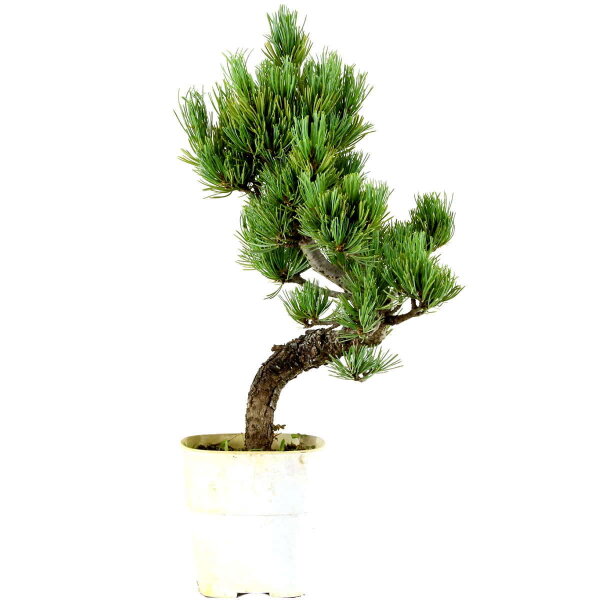 Japanese white pine, Bonsai, 9 years, 40cm