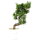 Sosna drobnokwiatowa, Bonsai, 9 letnie, 37cm