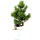 Sosna drobnokwiatowa, Bonsai, 9 letnie, 40cm