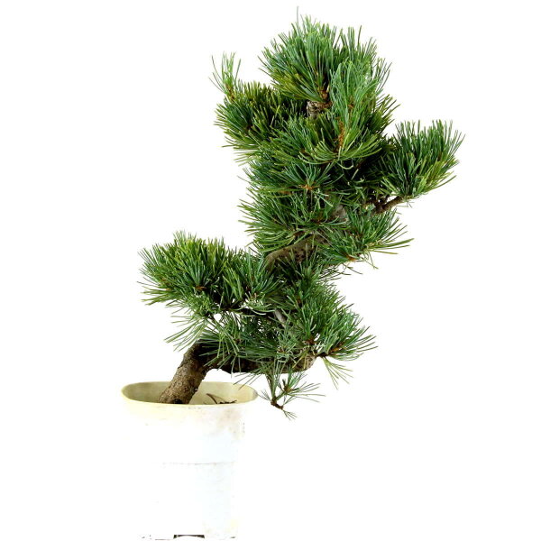 Japanese white pine, Bonsai, 9 years, 40cm