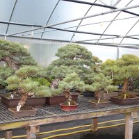 Japanese white pine, Bonsai, 9 years, 45cm