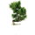Japanese white pine, Bonsai, 9 years, 35cm