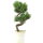 Japanese white pine, Bonsai, 9 years, 39cm