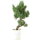 Sosna drobnokwiatowa, Bonsai, 9 letnie, 41cm