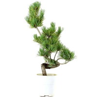 Japanese white pine, Bonsai, 9 years, 48cm
