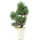 Sosna drobnokwiatowa, Bonsai, 9 letnie, 35cm